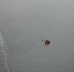 Dermacentor albipictus