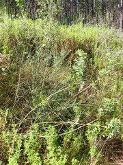 Notobubon laevigatum