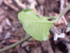 Cynanchum ellipticum