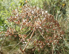 Notobubon laevigatum