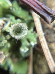 Cladonia chlorophaea