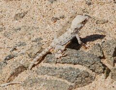 Pristurus carteri