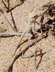 Pristurus carteri