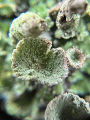 Cladonia chlorophaea