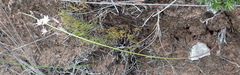 Eriospermum dielsianum