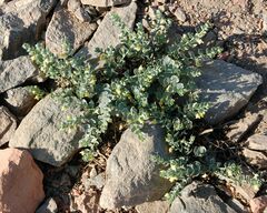 Schweinfurthia papilionacea