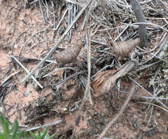 Eriospermum dielsianum