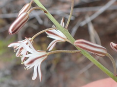 Eriospermum dielsianum