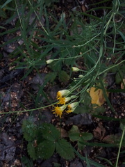 Galatella biflora