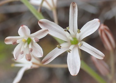 Eriospermum dielsianum