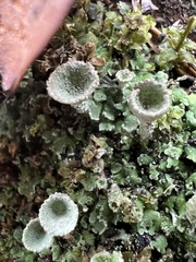 Cladonia chlorophaea