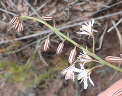 Eriospermum dielsianum