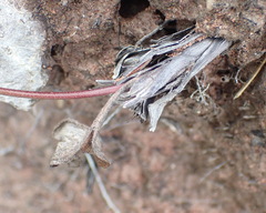Eriospermum dielsianum