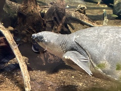 Carettochelys insculpta