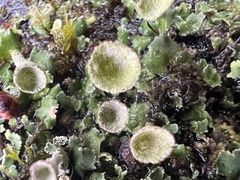 Cladonia chlorophaea