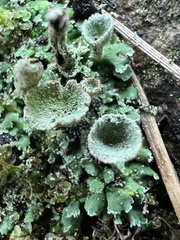 Cladonia chlorophaea