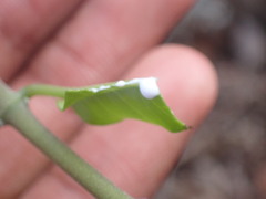 Cynanchum ellipticum