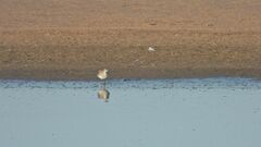 Charadriiformes