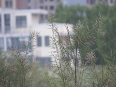 Tamarix austromongolica