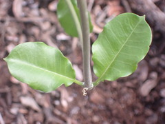 Cynanchum ellipticum