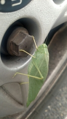 Microcentrum rhombifolium