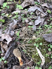 Morchella diminutiva