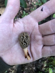 Morchella diminutiva