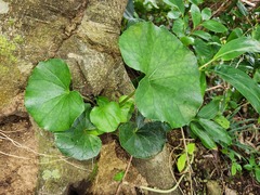 Farfugium japonicum japonicum