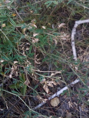Medicago falcata