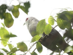 Phaenicophaeus tristis