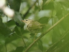 Phylloscopus borealis