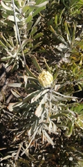 Leucospermum