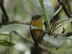 Anthreptes malacensis