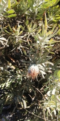 Leucospermum