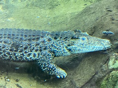 Crocodylus rhombifer