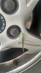 Microcentrum rhombifolium