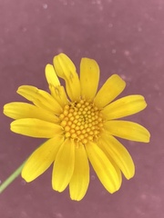 Thymophylla tenuiloba