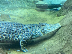 Crocodylus rhombifer