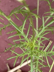 Thymophylla tenuiloba