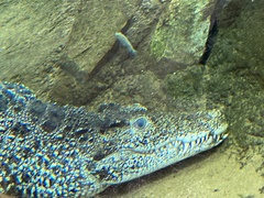 Crocodylus rhombifer