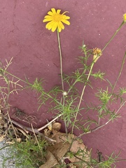 Thymophylla tenuiloba