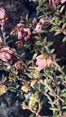 Erica dispar