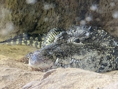 Crocodylus rhombifer