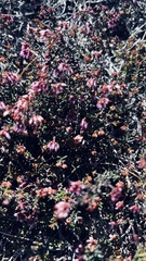 Erica dispar