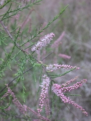 Tamarix austromongolica