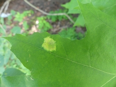 Taphrina caerulescens