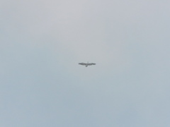 Pelecanus philippensis