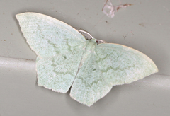 Maxates centrophylla