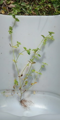 Spermacoce prostrata