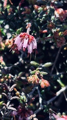 Erica dispar